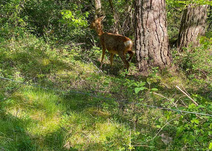 Mikaela - 1km From The Sea By Interhome * Molby